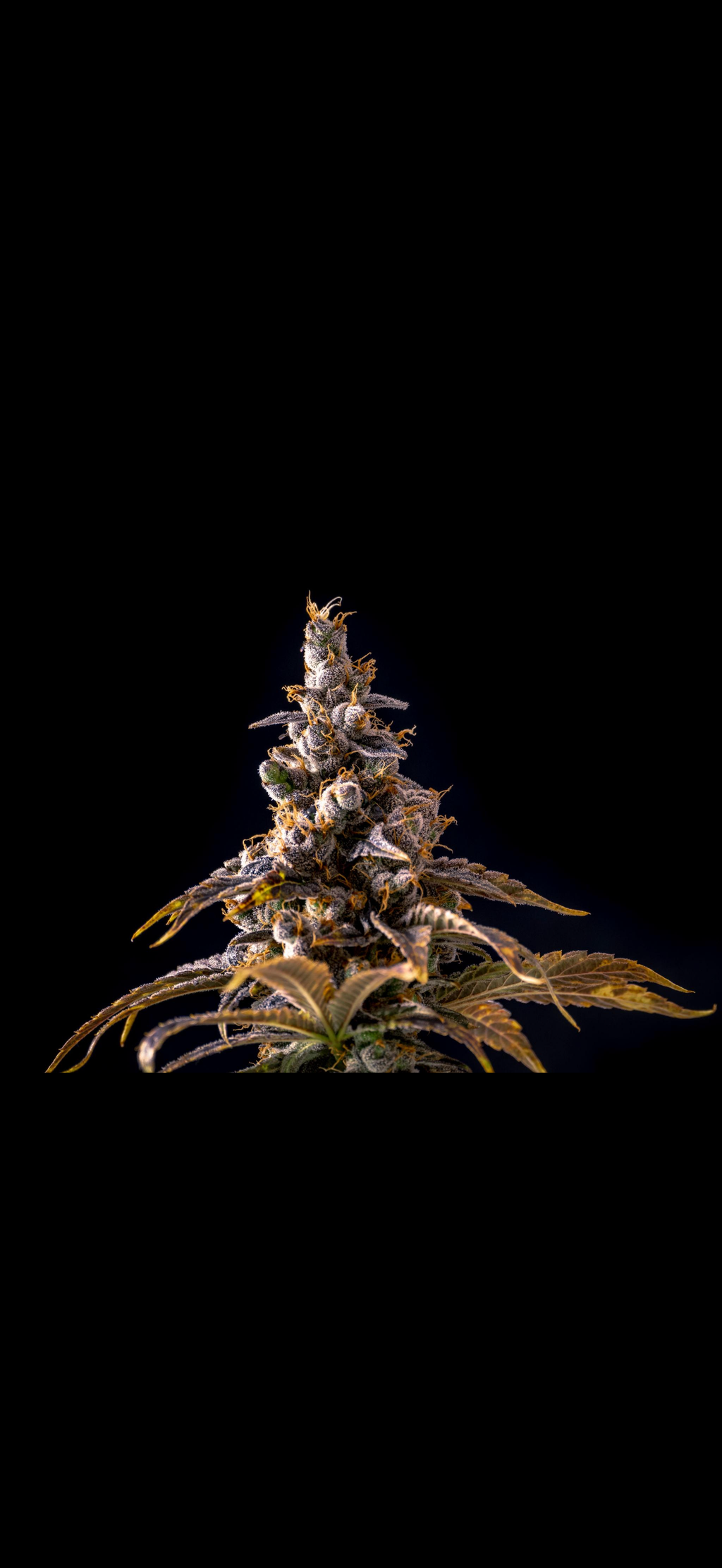 Chocolope