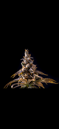 Chocolope