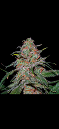 Lemon Skunk
