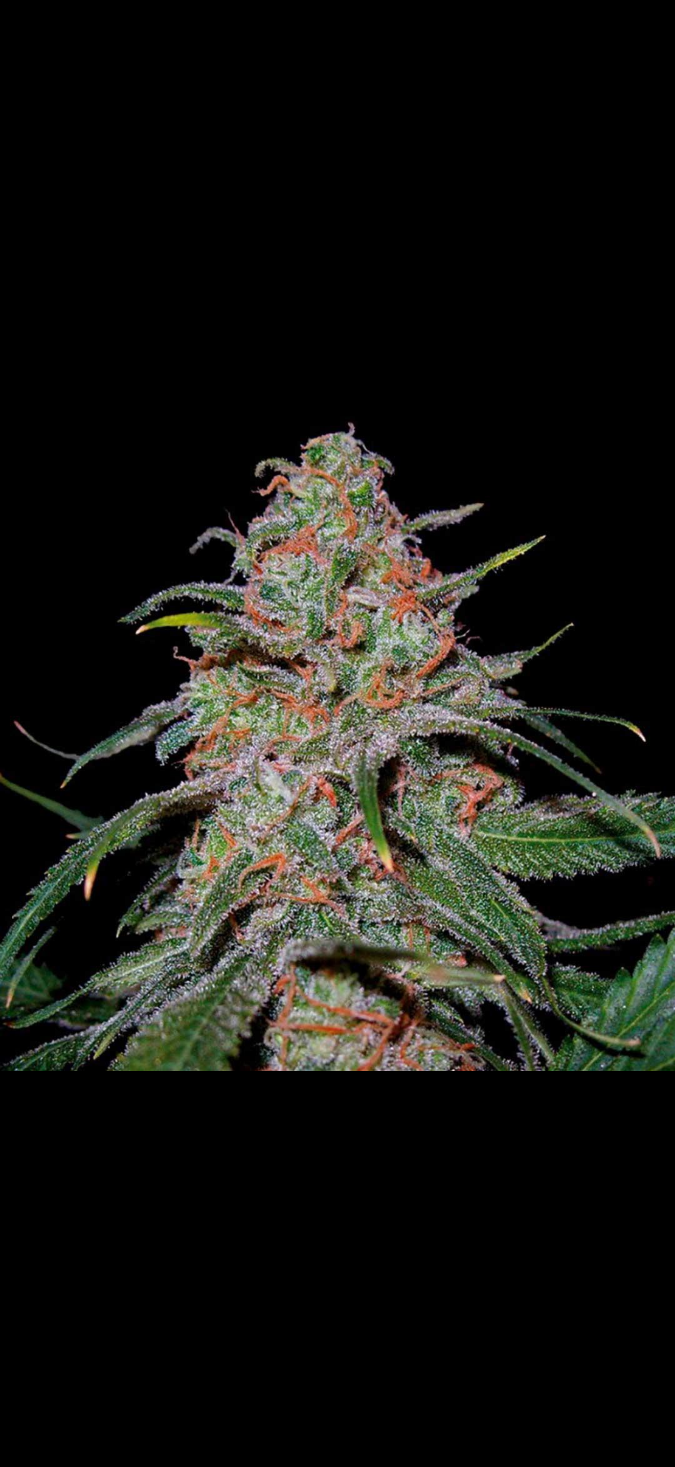 Lemon Skunk