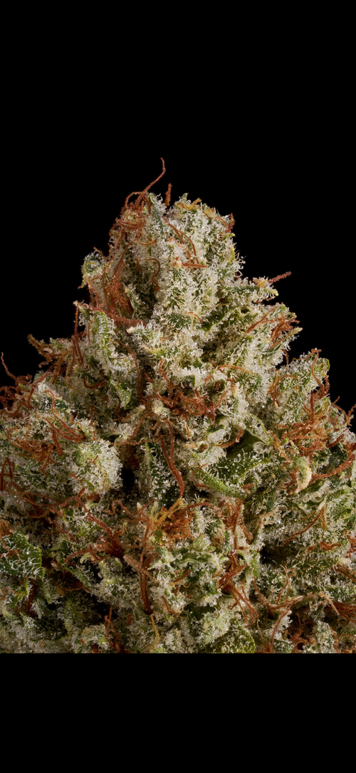 Chocolope